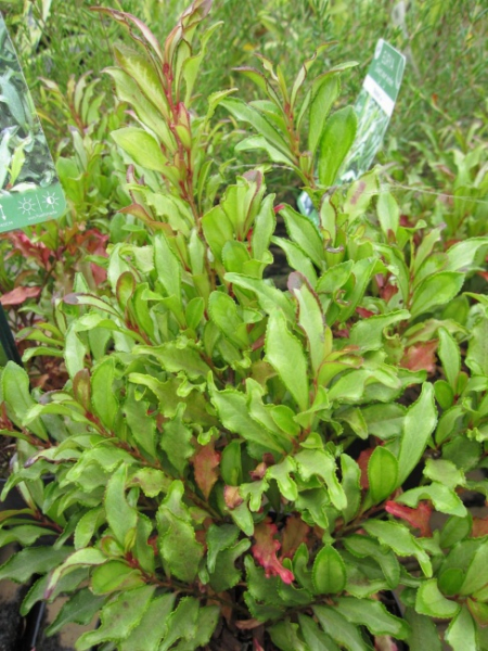 Eurya japonica Moutiers - Japanischer Sperrstrauch - 20-25 cm