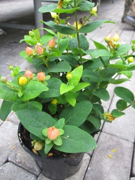 Hypericum inodorum Magical Pumpkin - Johanniskraut - Mannsblut - 40-60 cm