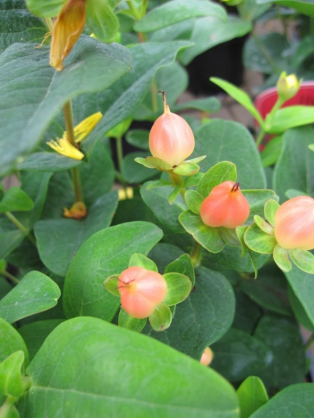 Hypericum inodorum Magical Pumpkin - Johanniskraut - Mannsblut - 40-60 cm