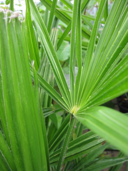 Trachycarpus fortunei  - Chinesische Hanfpalme -Tessiner Palme -40-60