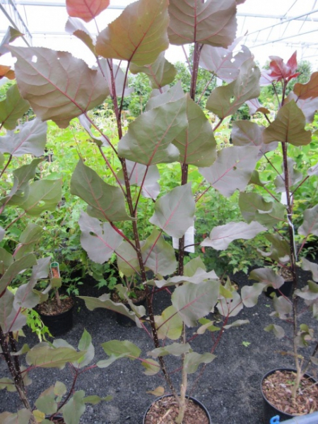 Populus deltoides Purple Tower - Purpur-Pappel - 150-200