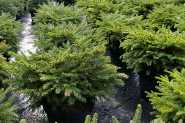 Nestfichte Nidiformis
