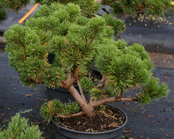 Pinus mugo Jacobsen
