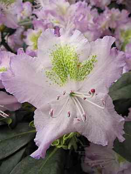 Rhododendron Hybride Virginia Delp 2