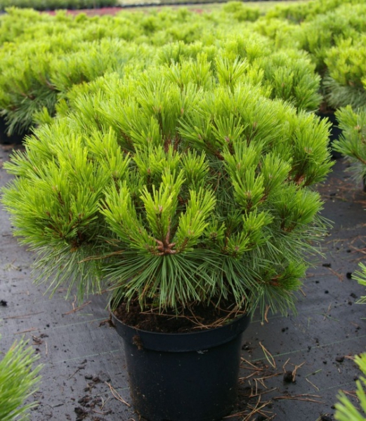 Pinus nigra Pierrick Bregeon (R)  - Kugelkiefer -30-40