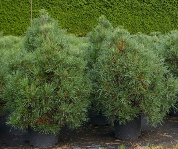 Pinus nigra Spielberg - Schwarzkiefer