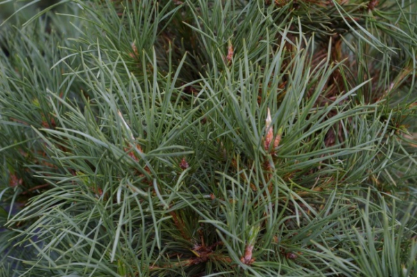 Pinus nigra Spielberg - Schwarzkiefer