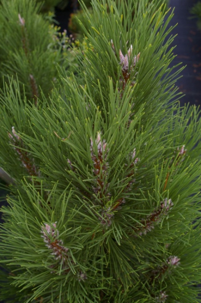 Pinus nigra -  Pyramidata Säulen-Schwarzkiefer Pyramidata