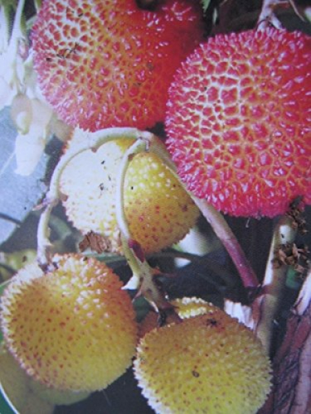arbutus unedo