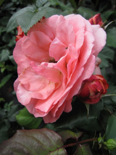 Strauchrose Amelia ® Renaissance Rosen - Strauchrosen Amelia® - Duft++