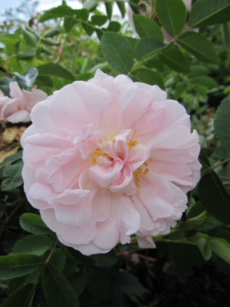 Strauchrose Stanwell Perpetual  - Strauchrose -