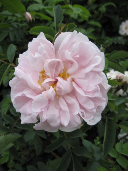 Strauchrose Stanwell Perpetual  - Strauchrose -