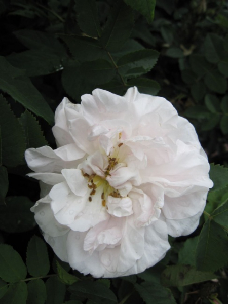 Strauchrose Stanwell Perpetual  - Strauchrose -