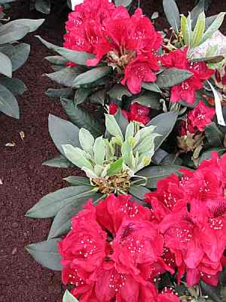 Großblumige Alpenrose - Rhododendron Hybride Aeschbachers Rubin - 30-40