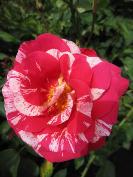 Historische Rose Camaieux - Historische Rose -