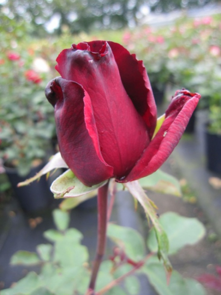 Edelrose Graf Lennart (R) - Edelrose -