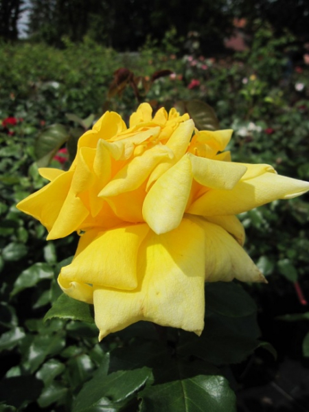 Edelrose Marco Polo (R) - Edelrose -