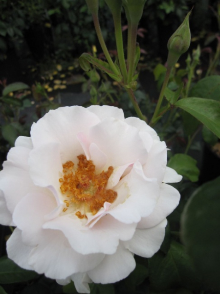 Miniaturrose Maria Mathilda (R) - Miniaturrose -