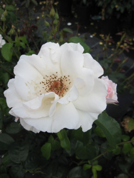 Miniaturrose Maria Mathilda (R) - Miniaturrose -