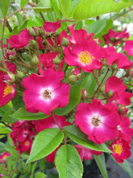 Strauchrose Red Ballerina