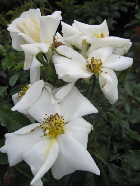 Strauchrose White Haze (R) -Strauchrose -