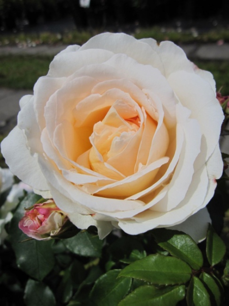Strauchrose Schloß Eutin ® - Rosa Schloß Eutin ® - Märchenrose - Kordes-Rose