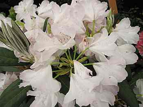 Rhododendron hybr. "Britzer Garten" 3040 Baumschule Pflanzenvielfalt