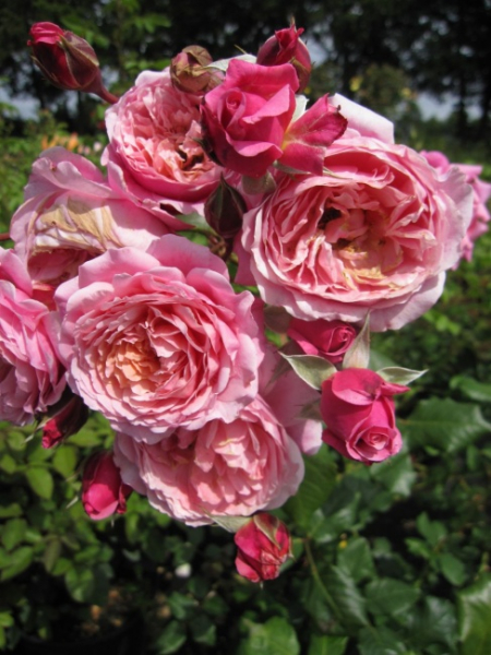 Edelrose Prix P.J. Redoute ® - rosa-apricot Blüten - Duft+++