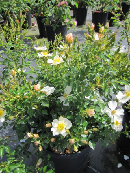 Minirose Sonnenröschen (R) - Minirose -