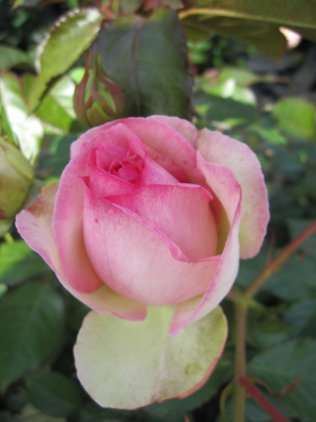 Strauchrose Eden Rose 85 (R) - Strauchrose -