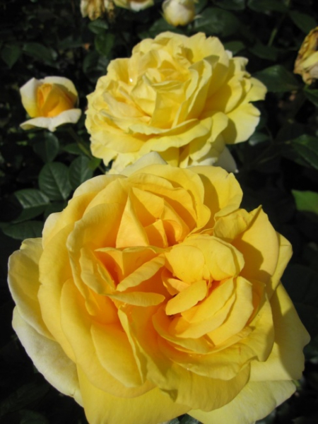 Beetrose Sunlight Romantica® - Edelrose -