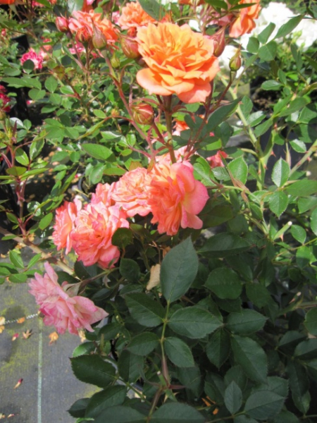 Zwergrose Ninetta (R) - Zwergrose -
