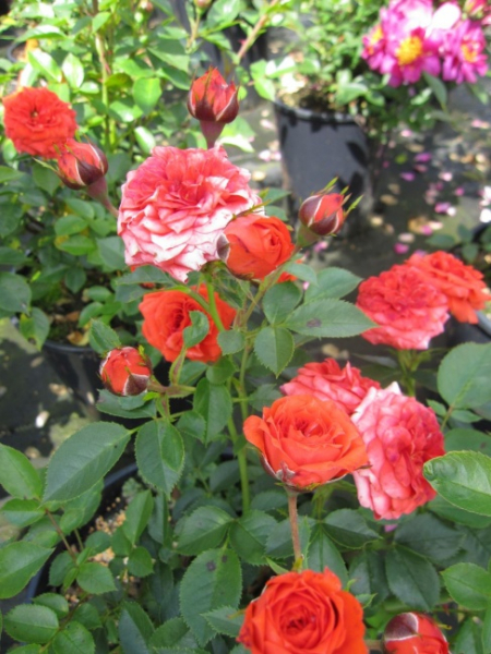 Zwergrose Orange Juwel (R) - Zwergrose -