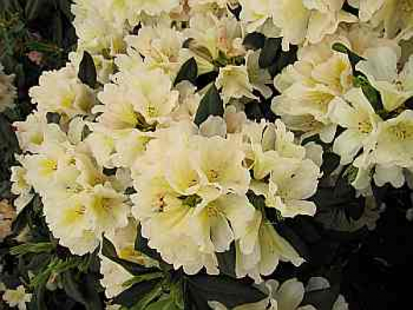 Rhododendron hybr. "Chateau de Villandry" 30-40