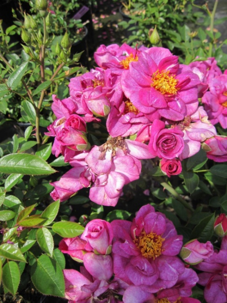 Zwergrose Bluenette (R) - Zwergrose -