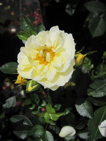 Bodendeckerrose Golden Cover® - Rosa Golden Cover® - hellgelb - Duft+ - Poulsen-Rose -