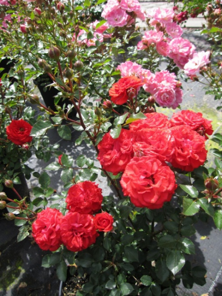 Zwergrose Zwergenfee (R) - Zwergrose -