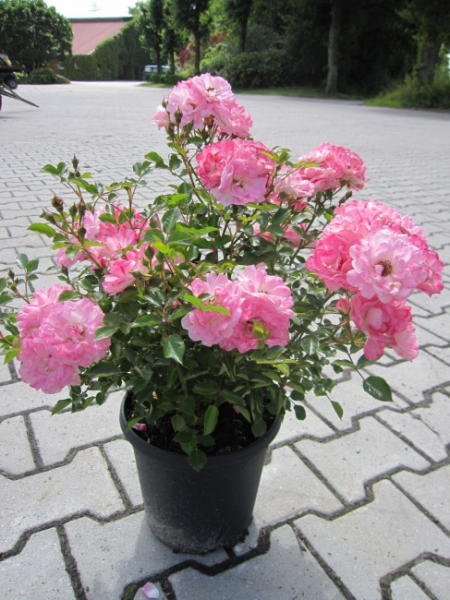 Zwergrose Flirt 2011