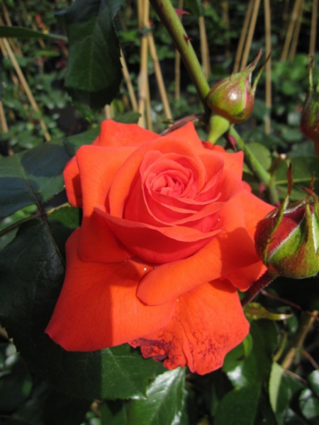 Kletterrose Salita