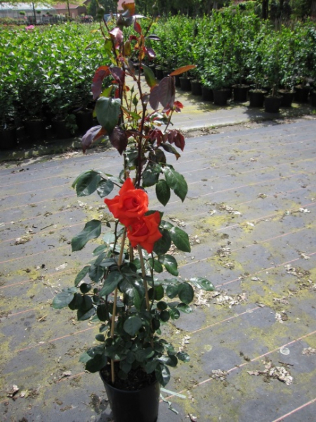 Kletterrose Salita