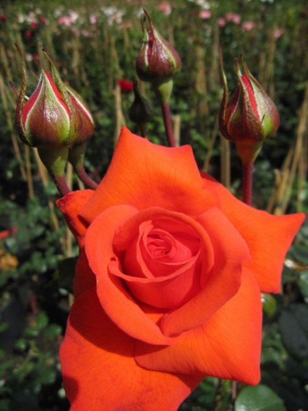 Kletterrose Salita