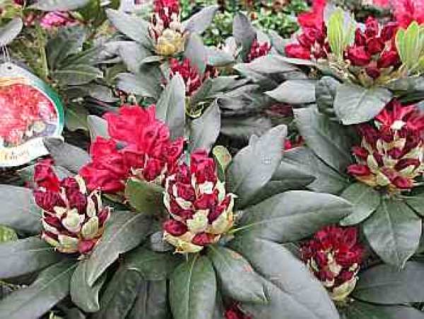 Rhododendron hybr. Cherry Kiss® hat eine leuchtend karminrote Blüte.