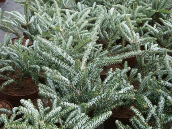 Abies koreana Silver Star - Koreatanne mit Silberschein - 25-30