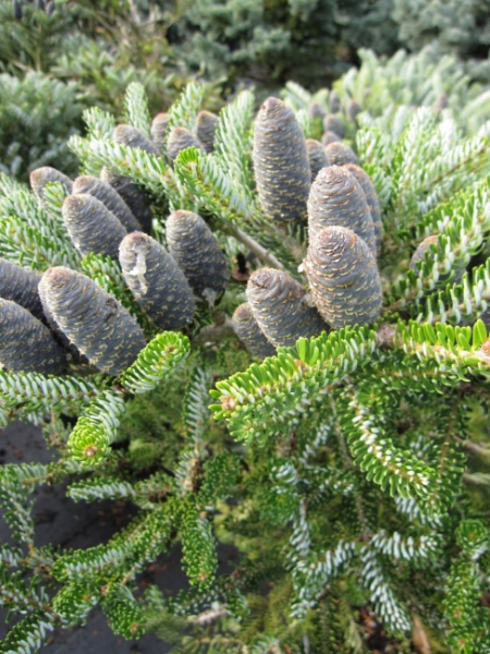 Abies koreana Silver Star - Koreatanne mit Silberschein - 25-30