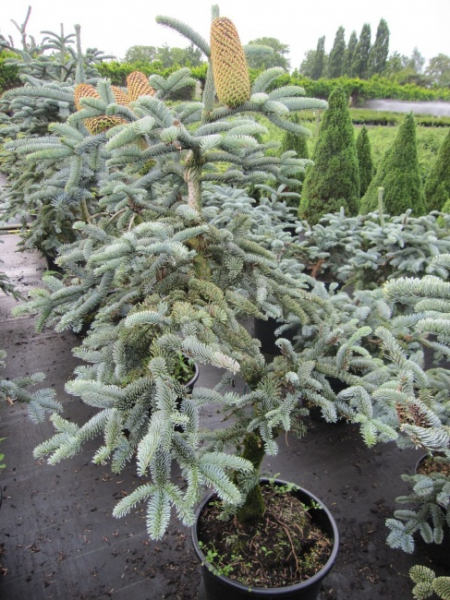 Abies koreana Silver Star - Koreatanne mit Silberschein - 25-30