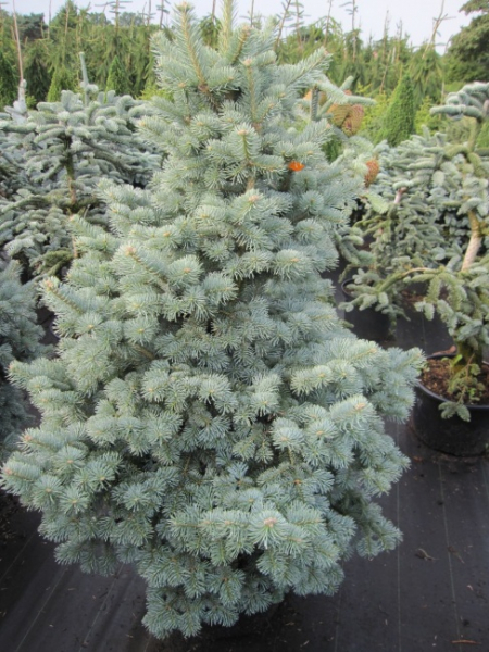 Abies lasiocarpa Compacta