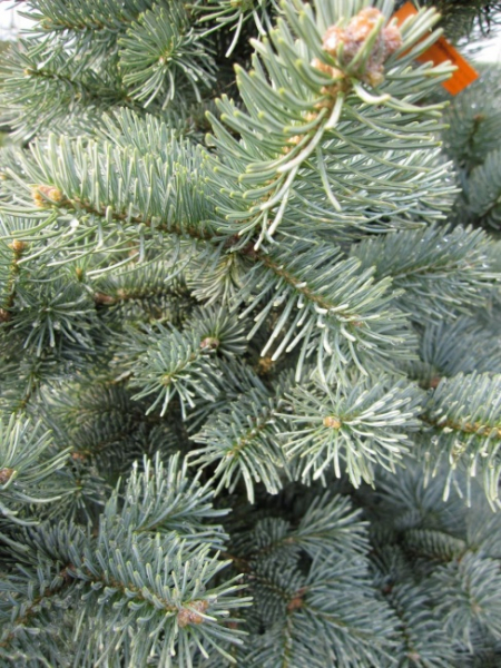 Zwergkorktanne - Abies las. Compacta