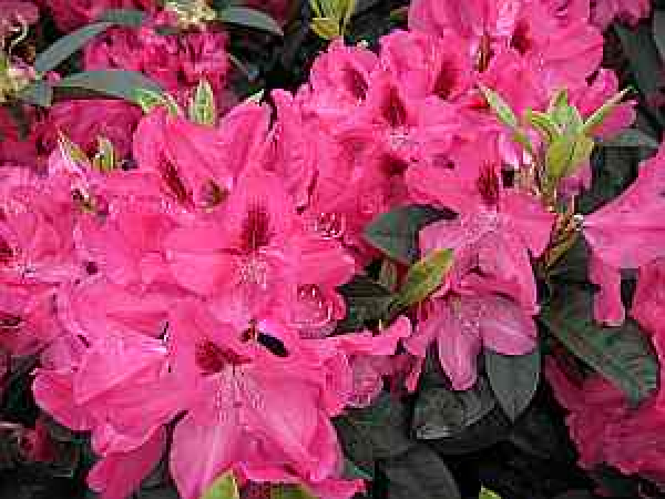Rhododendron Hybride Concerto - Großblumige Alpenrose - 30-40cm