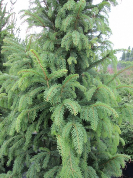 Picea abies Columnaris