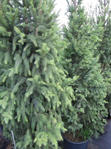 Picea abies Columnaris - Säulenfichte Columnaris